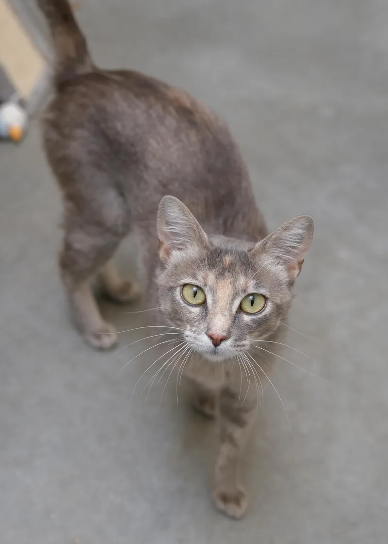 An adult medium-sized female Dilute Tortoiseshell Domestic Short Hair cat named Lasagna for adoption in Boise, ID