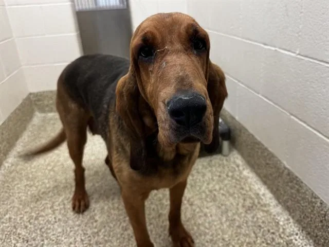 A young large-sized female Bloodhound dog named Snifferella for adoption in Colorado Springs, CO