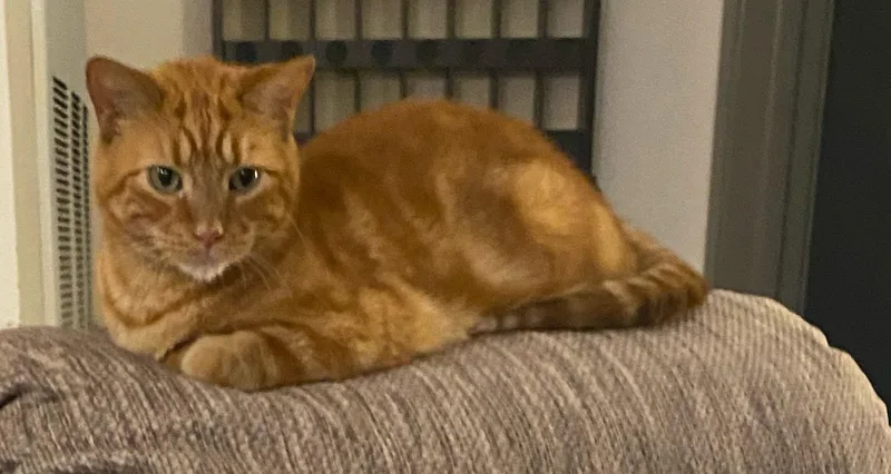Chester: Wants Your Lap thumbnail 3