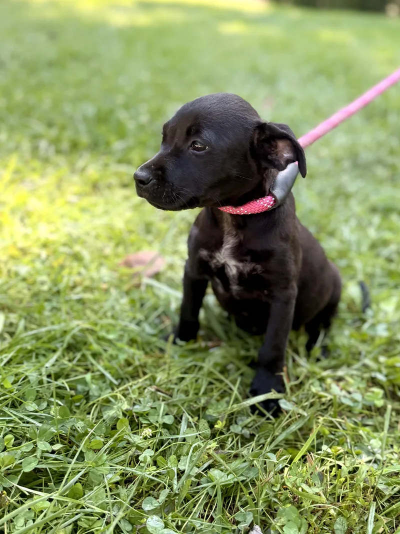 A baby small-sized male Black Mixed Breed dog named Hayden Transport for adoption in Gradyville, KY