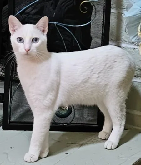 Willow  Rancho Cucamonga thumbnail 2