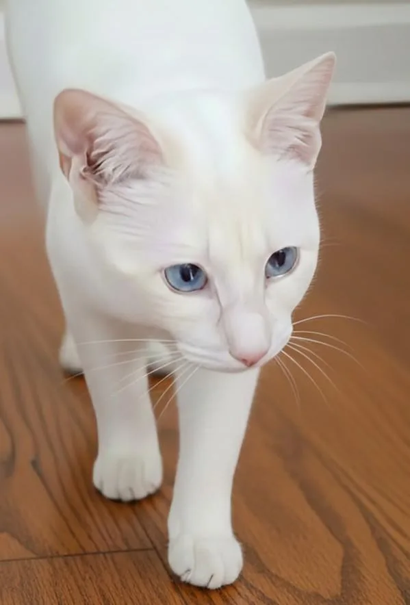 Willow  Rancho Cucamonga thumbnail 3