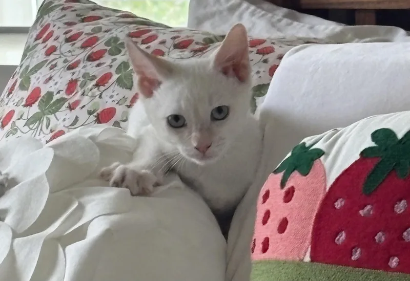 Colby thumbnail 4