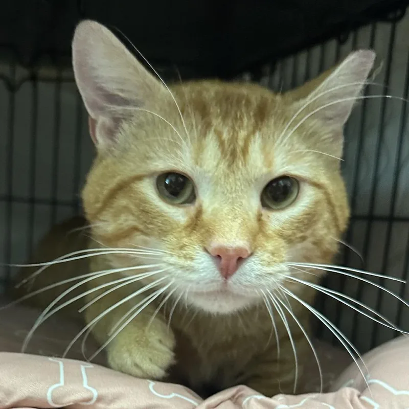 An adult large-sized male Orange / Red Domestic Short Hair cat named Keith for adoption in Mount Laurel, NJ