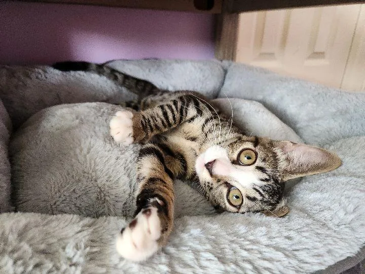 White Paws thumbnail 2