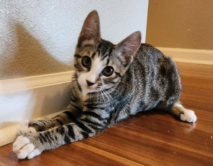 White Paws thumbnail 3