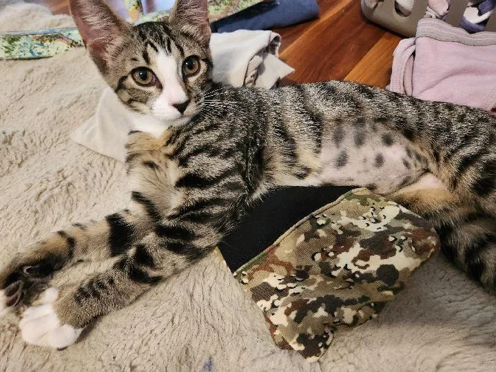 White Paws thumbnail 4
