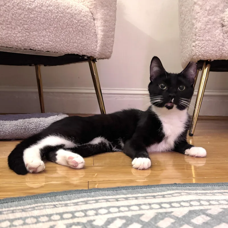 A young medium-sized female Black & White / Tuxedo Domestic Short Hair cat named Mochi for adoption in New York, NY