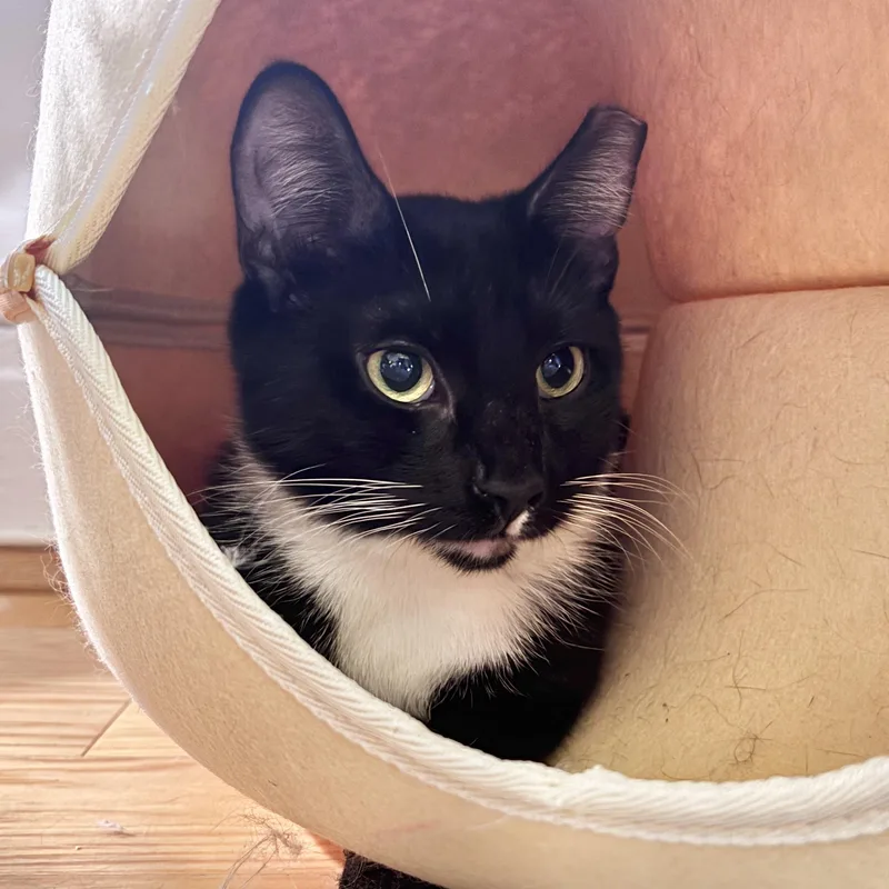 Mochi thumbnail 2