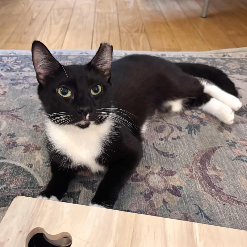 Mochi thumbnail 3