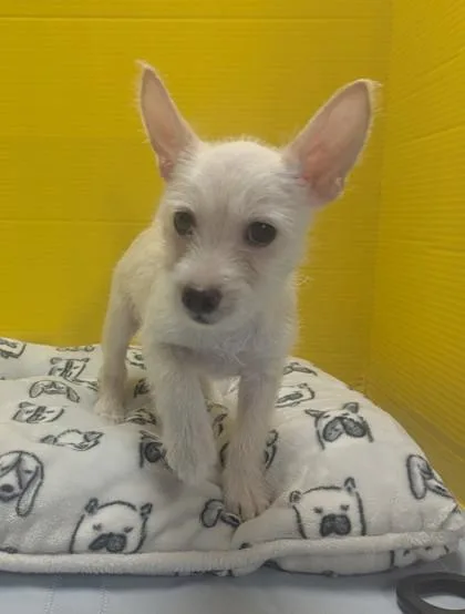 A baby small-sized female Terrier dog named Justine for adoption in Houston, TX