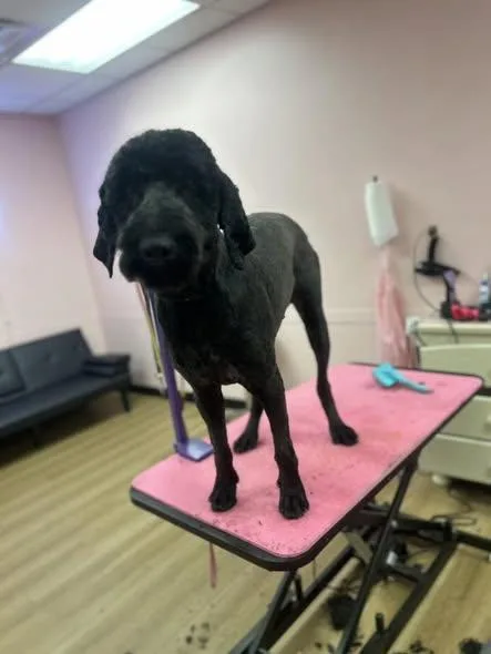 An adult large-sized male Black Sheepadoodle dog named Rocky for adoption in Pacific, MO