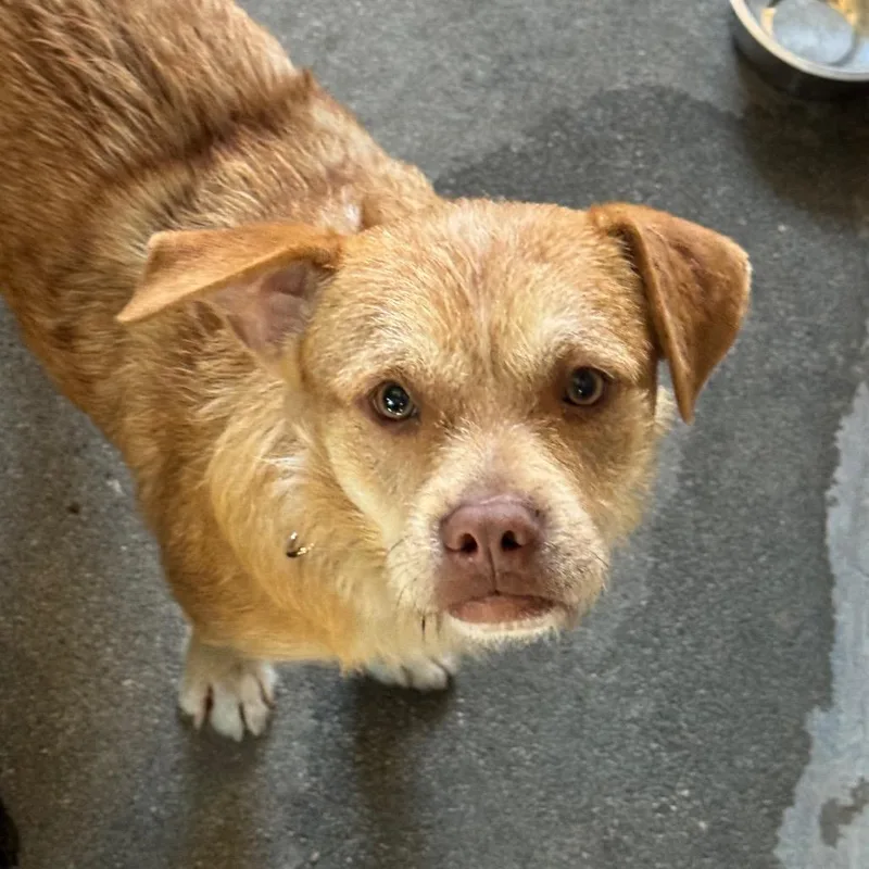 An adult medium-sized male Mixed Breed dog named Cole A for adoption in Mission Hills, CA