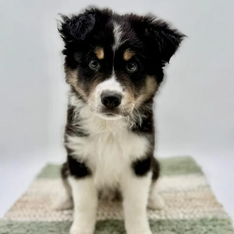Augustus