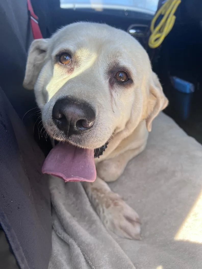 An adult large-sized male Yellow / Tan / Blond / Fawn Yellow Labrador Retriever dog named Samsonnot Accepting Applications Yet! for adoption in Medina, OH
