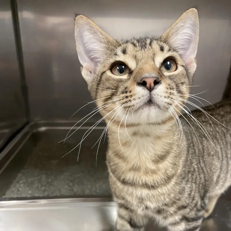A baby medium-sized male Domestic Short Hair cat named Ross for adoption in Monroe, LA