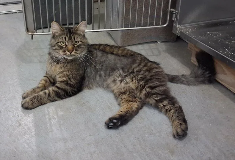 An adult large-sized male Tabby (Brown / Chocolate) Domestic Long Hair cat named Mr. Meowgi for adoption in Creston, IA