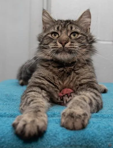Mr. Meowgi thumbnail 2
