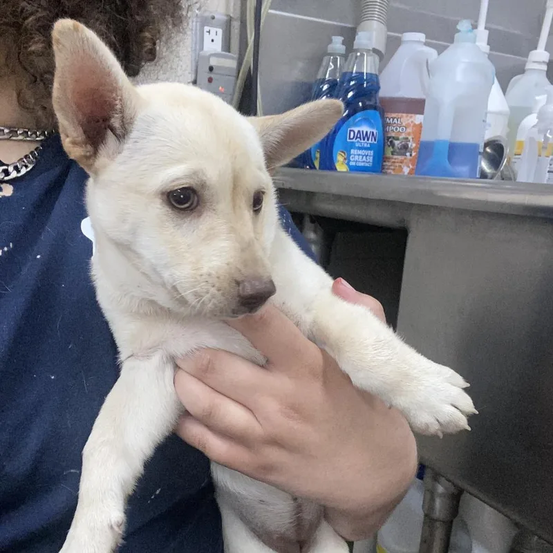 A baby small-sized female Yellow / Tan / Blond / Fawn Husky dog named Jess for adoption in Ardmore, OK