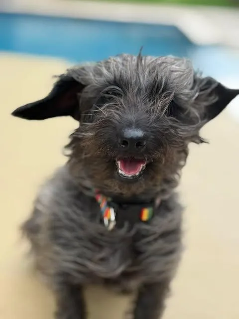 A young small-sized female Black Wirehaired Dachshund dog named Mina for adoption in Vernon, CT