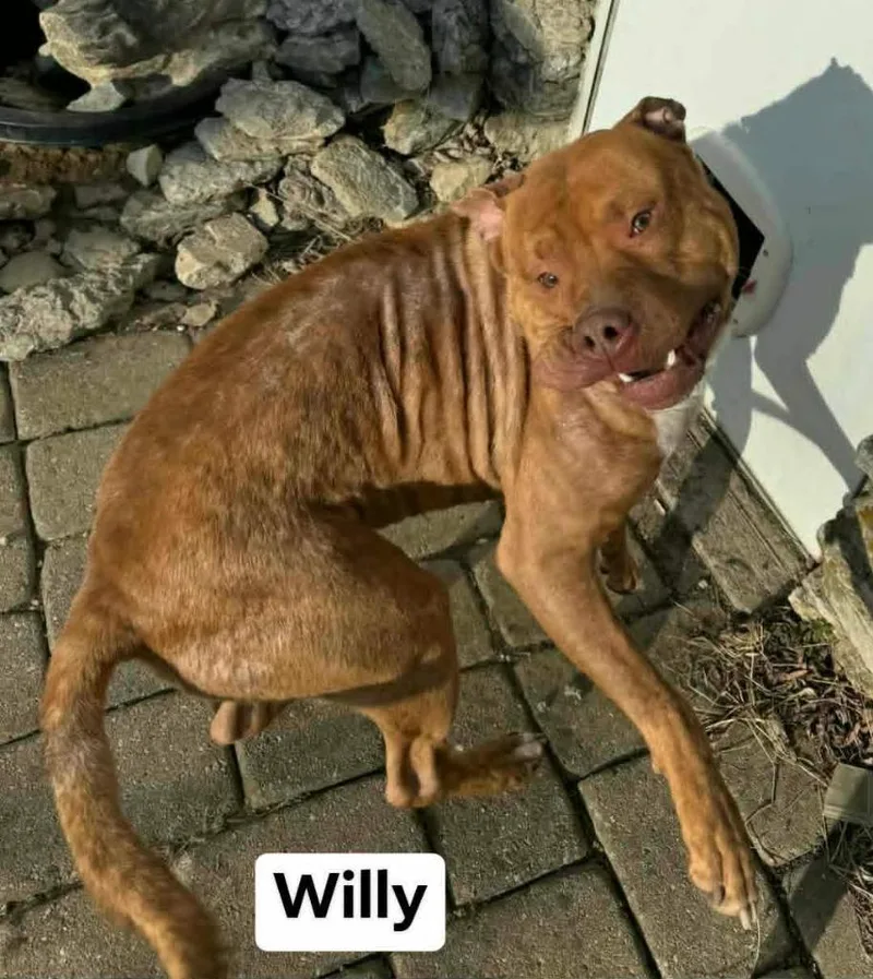 Willy