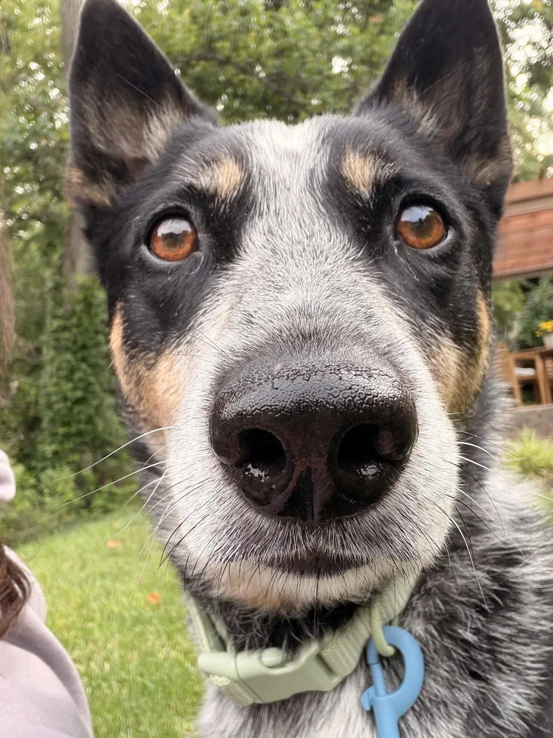 An adult large-sized male Australian Cattle Dog / Blue Heeler dog named Ruckus for adoption in Newport, KY