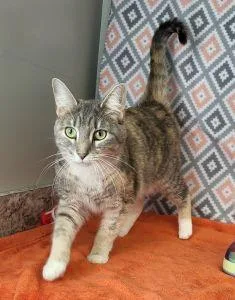 An adult medium-sized female Domestic Short Hair cat named Baby Sue for adoption in Bucyrus, OH