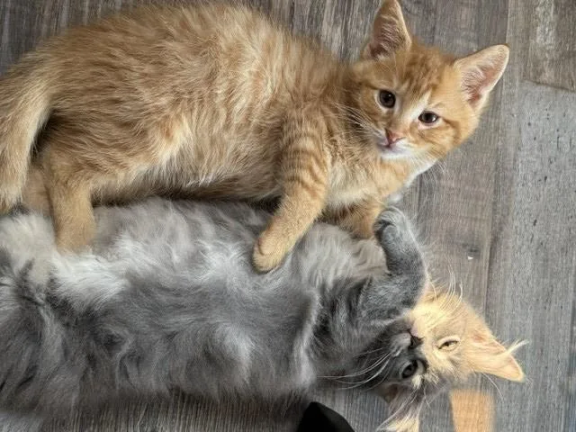 A baby small-sized male Domestic Medium Hair cat named Hemi & V for adoption in Clinton Township, MI