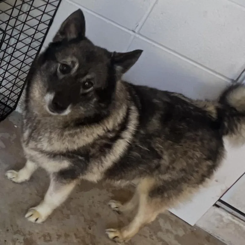 An adult medium-sized female Yellow / Tan / Blond / Fawn Norwegian Elkhound dog named Hazel for adoption in LOXAHATCHEE, FL