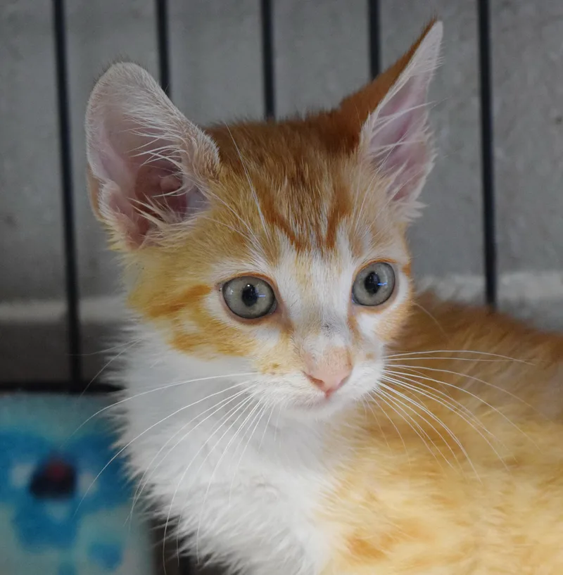 A baby medium-sized male Domestic Short Hair cat named Spooky Doo for adoption in Bulverde, TX