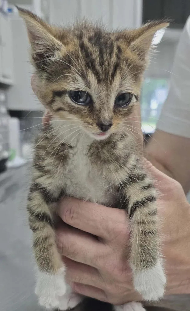 A baby small-sized female Domestic Short Hair cat named Kimchi for adoption in Hillsdale, IN