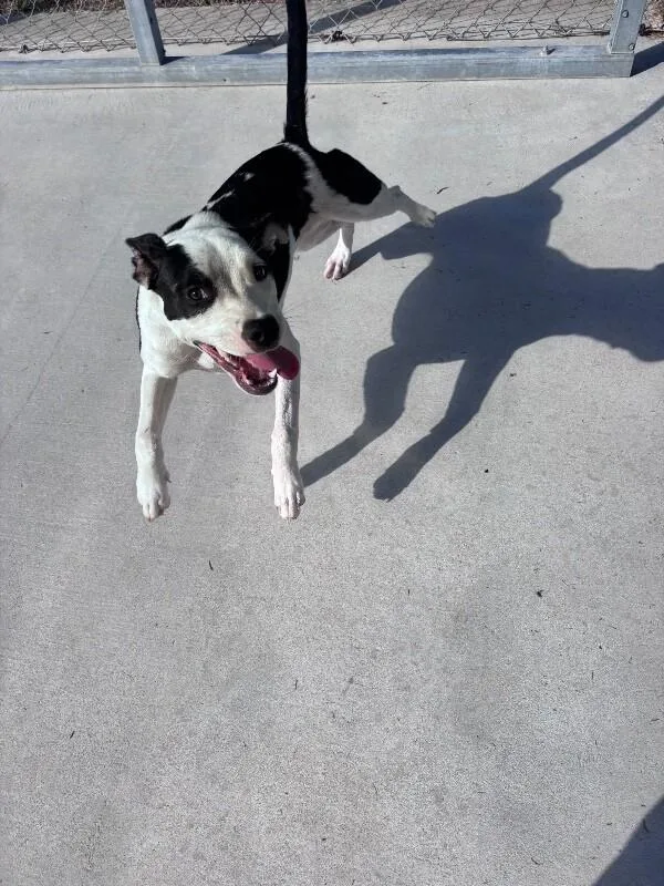 An adult medium-sized female Black Pit Bull Terrier dog named Bailey for adoption in Burgaw, NC