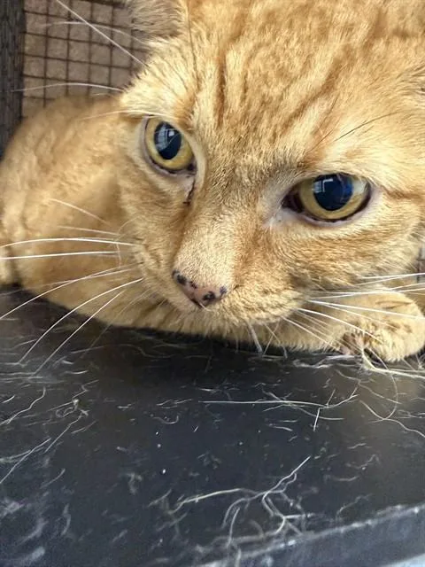 A senior large-sized male Domestic Short Hair cat named Mango for adoption in Fort Lauderdale, FL