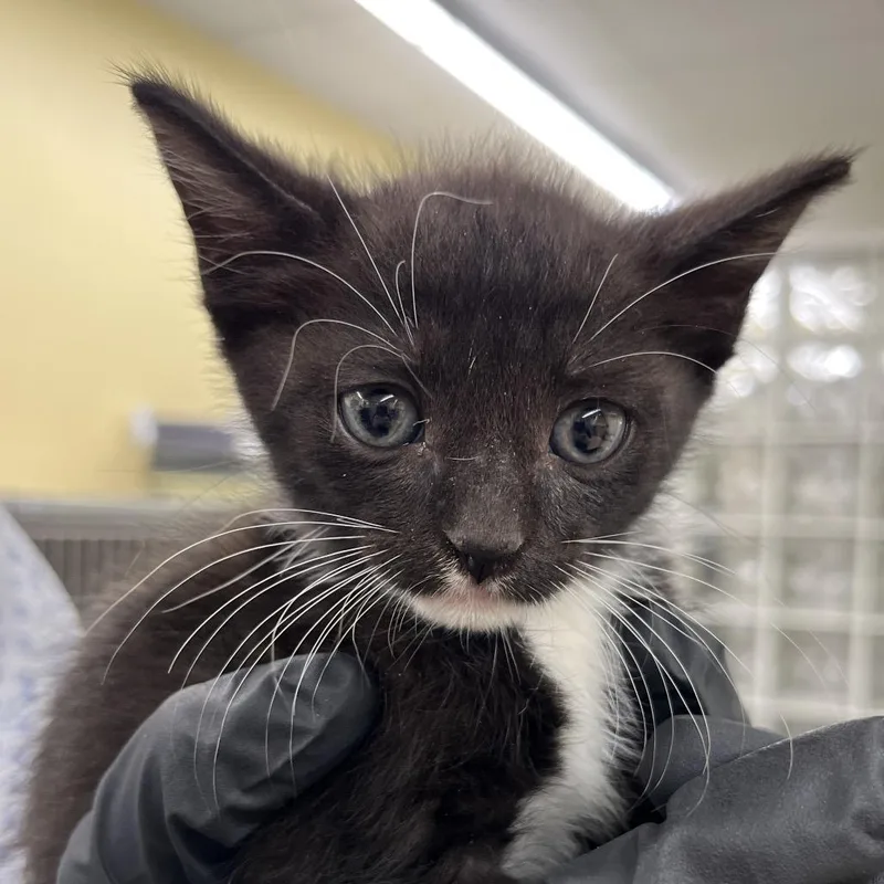 A baby small-sized male Black Domestic Short Hair cat named Chanse for adoption in West Palm Beach, FL