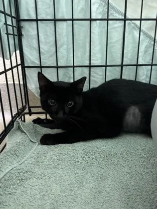 A young small-sized female Domestic Short Hair cat named Big Boo for adoption in Vero Beach, FL