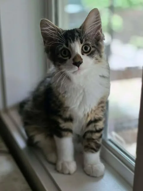 A baby medium-sized male Tabby (Buff / Tan / Fawn) Tabby cat named Opie for adoption in Johnson City, TN