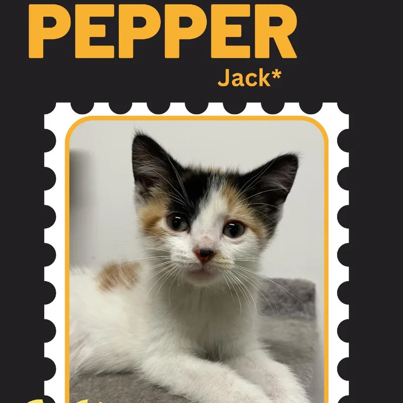 A baby small-sized female Calico Domestic Short Hair cat named Pepper for adoption in Rochester, MN