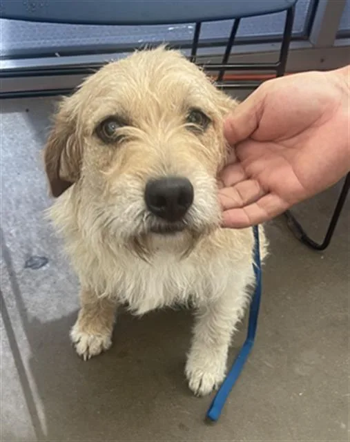 A young medium-sized male Mixed Breed dog named Tony for adoption in Dallas, TX