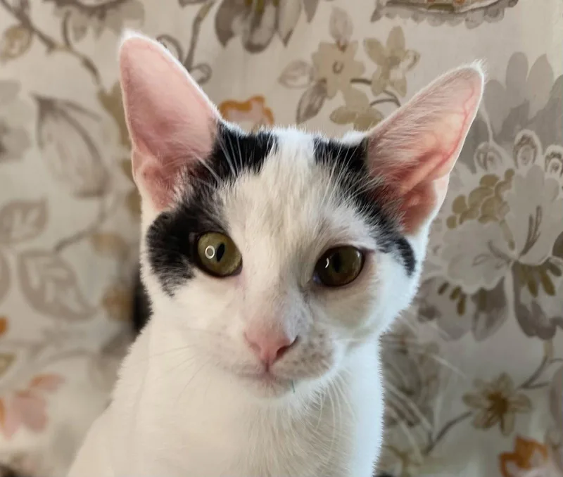 A baby small-sized male Domestic Short Hair cat named Otto for adoption in Cookeville, TN