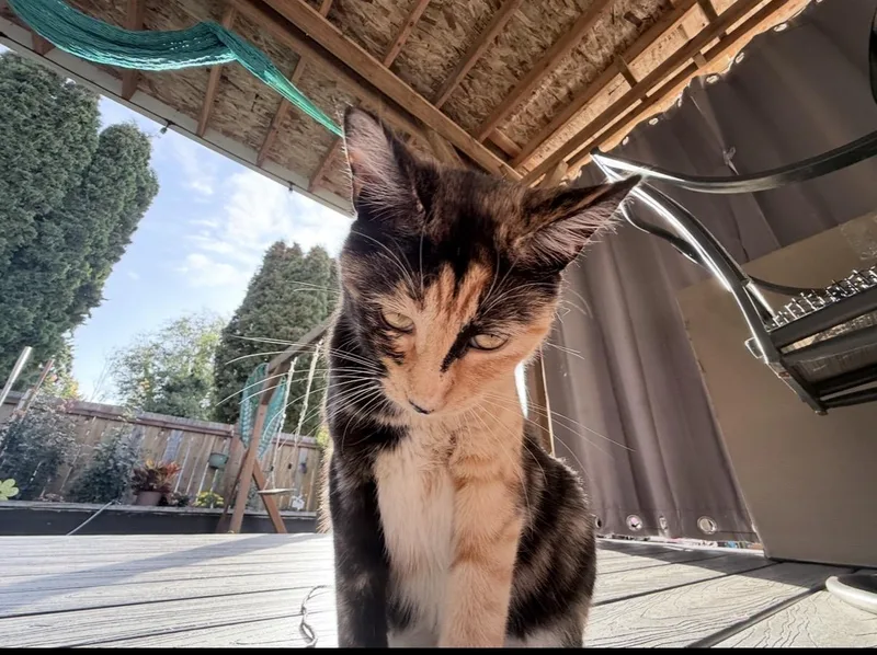 A young medium-sized female Calico Tabby cat named California & Nina for adoption in Kirkland, WA