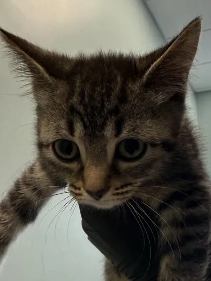 A baby small-sized female Domestic Short Hair cat named Fluttershy for adoption in Fishers, IN