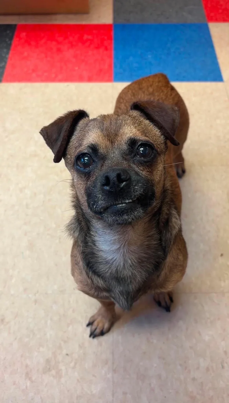 An adult small-sized male Chihuahua dog named Max for adoption in Valparaiso, IN