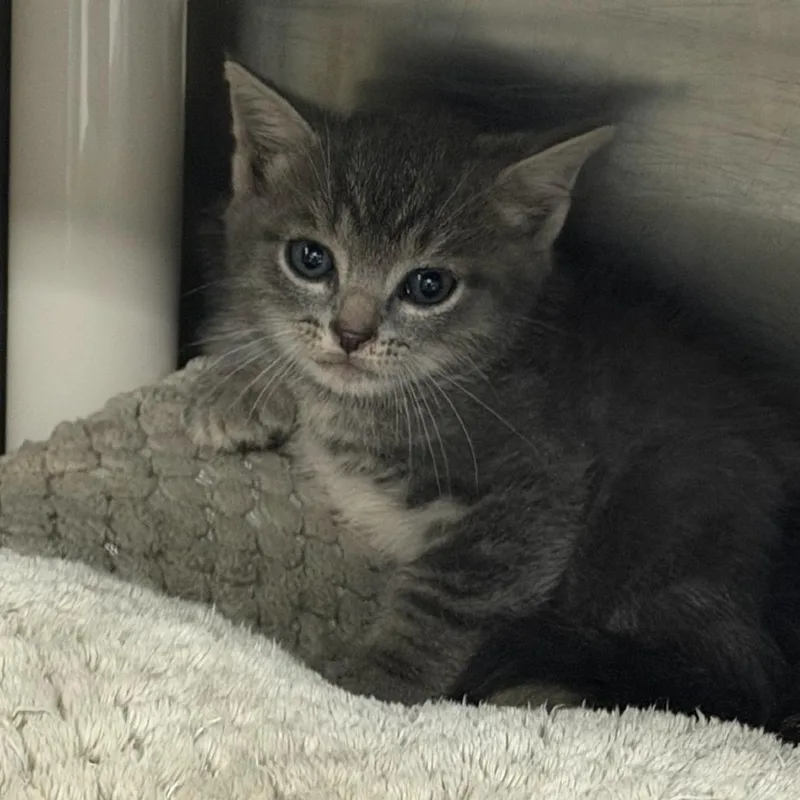 A baby small-sized male Gray / Blue / Silver Domestic Short Hair cat named Daikon for adoption in Marion, VA