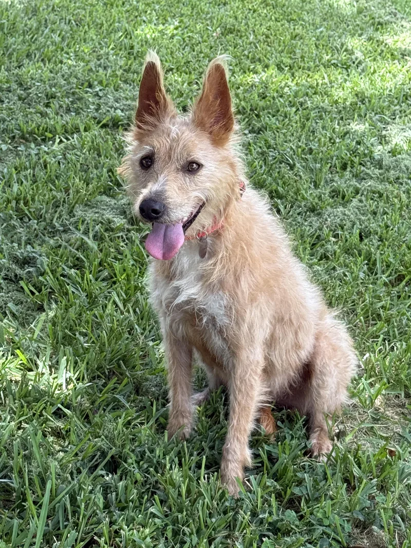 A young medium-sized female Yellow / Tan / Blond / Fawn Border Terrier dog named Marta for adoption in Houston, TX