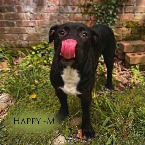 An adult medium-sized male Black Mixed Breed dog named Happy for adoption in Guntersville, AL