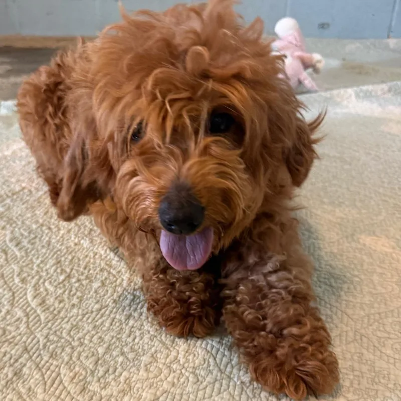 An adult small-sized female Apricot / Beige Mixed Breed dog named Patty for adoption in LOXAHATCHEE, FL