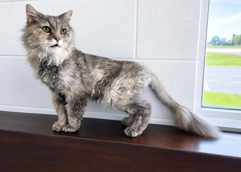 A senior medium-sized female Gray / Blue / Silver Domestic Long Hair cat named Tiffany for adoption in Homer Glen, IL