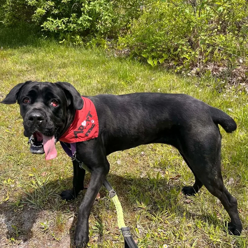 An adult extra large-sized female Black Cane Corso dog named Girlfriend for adoption in Greensburg, PA