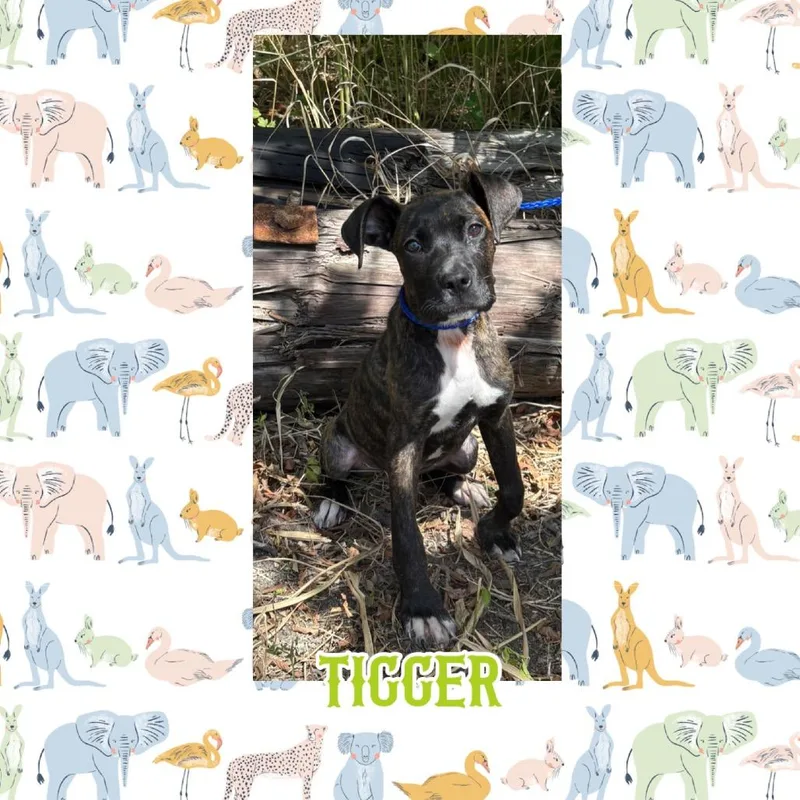 Tigger thumbnail 2