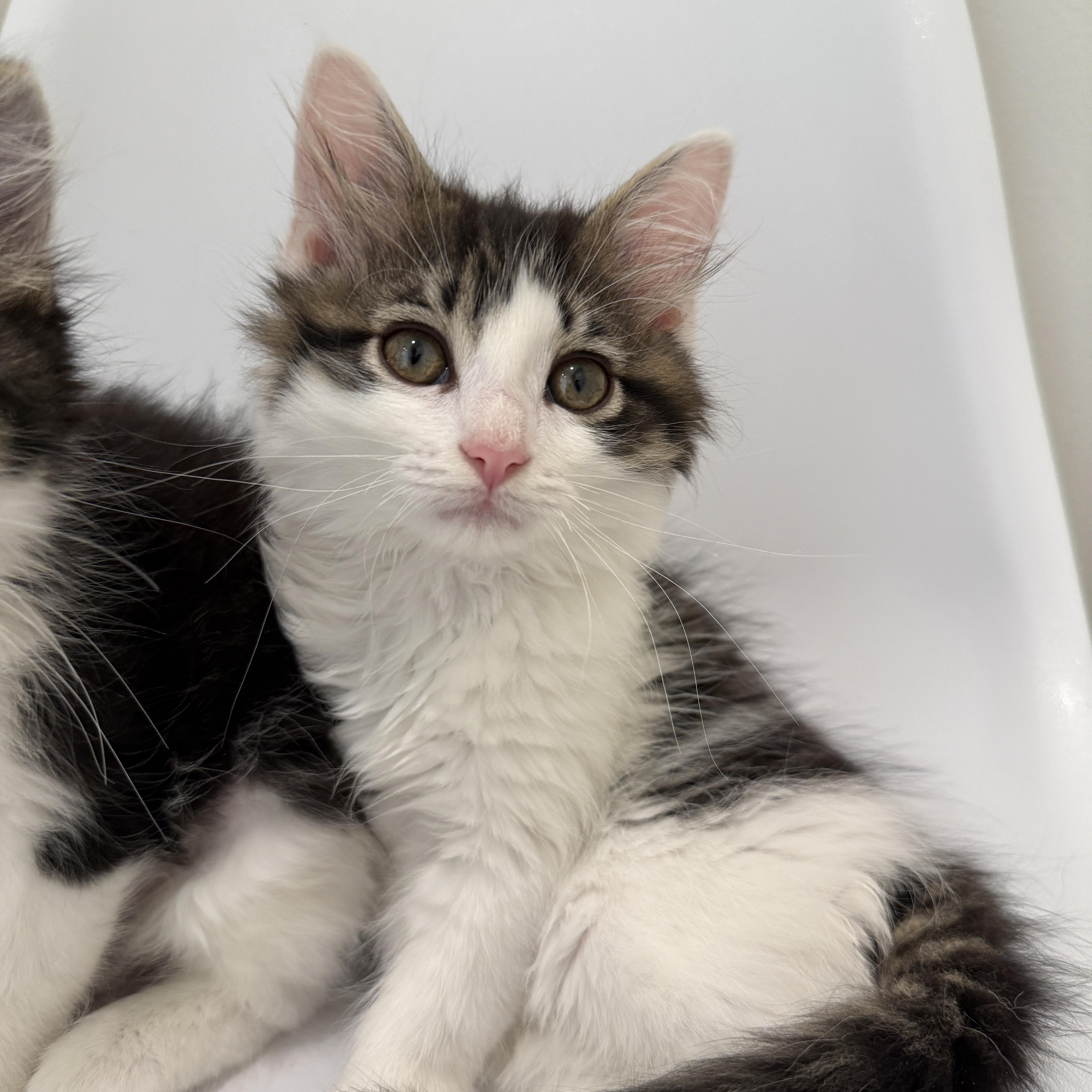 A baby medium-sized male Tabby (Buff / Tan / Fawn) Domestic Long Hair cat named Duck for adoption in Evanston, IL